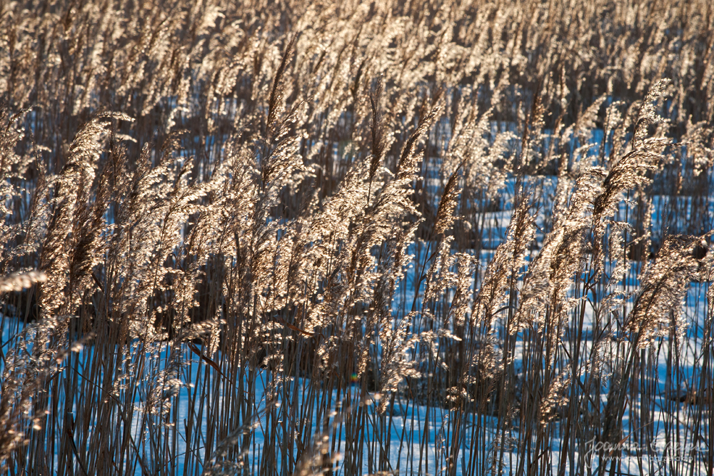 010_Biebrza - marzec 2013.jpg